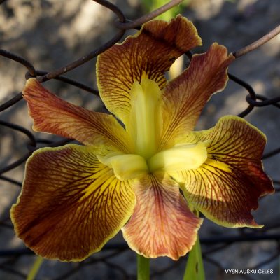 Iris 'Cajun Sunrise' (2)