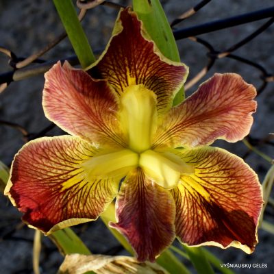 Iris ‘Cajun Sunrise’
