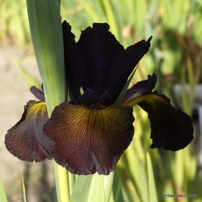 Iris 'Cast Of Green' (2)