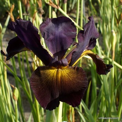Iris ‘Cast Of Green’