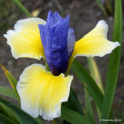 Iris 'Da Vinchi'