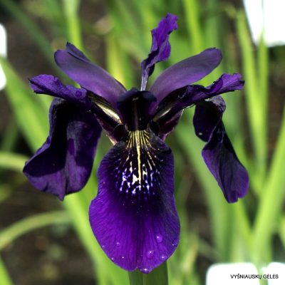 Iris 'Ellenbank Nightshade' (3)