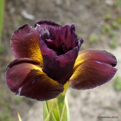 Iris 'Feniks'