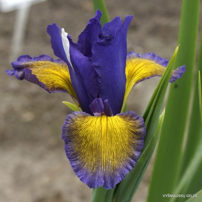 Iris 'Herdan'