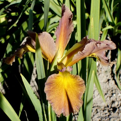 Iris ‘Highline Coral’