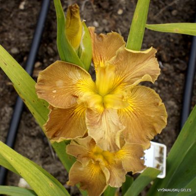 Iris 'Honey Galore' (2) Iris 'Honey Galore' (2)