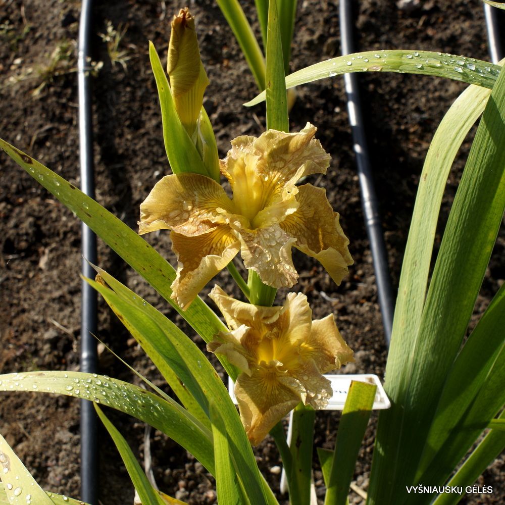 Iris 'Honey Galore' (3)