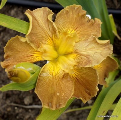 Iris 'Honey Galore'