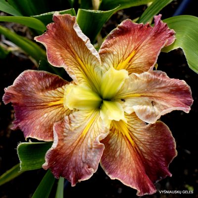 Iris ‘Hot And Spicy’