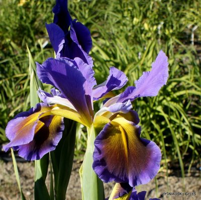Iris 'Innovator' (2)