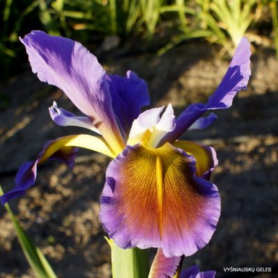 Iris 'Innovator'