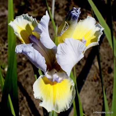 Iris 'Myths And Dreams'