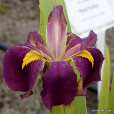 Iris 'Odynak' (2)