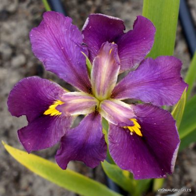 Iris 'Odynak'