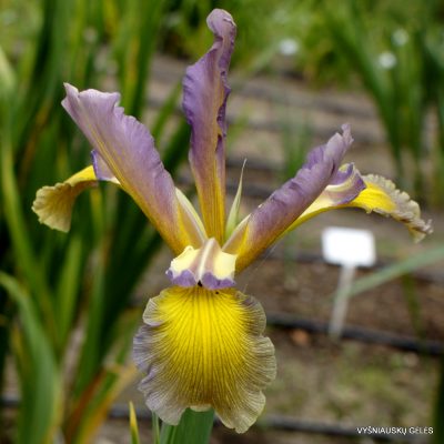 Iris ‘Pink Candles’