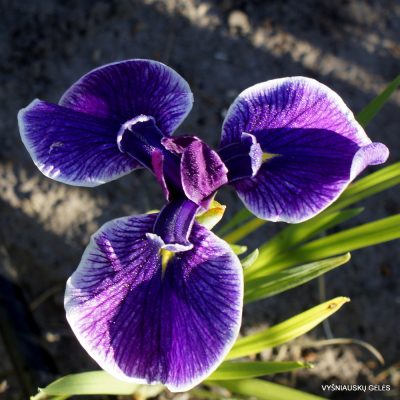 Iris 'Romek' (3)