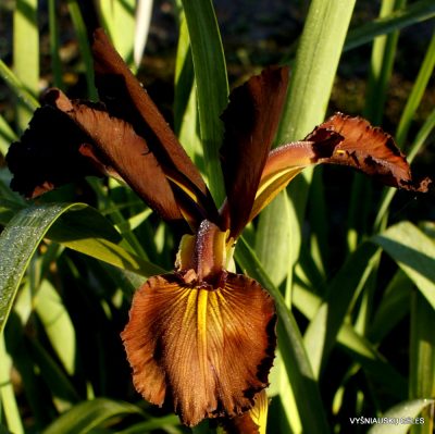 Iris 'Tristan'