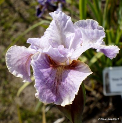 Iris 'Vanek'
