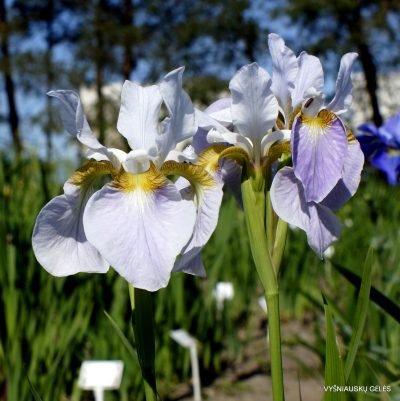 Iris 'Wczesny Poranek'