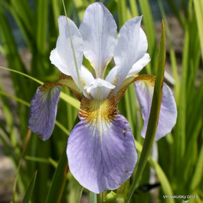 Iris 'Wczesny Poranek'