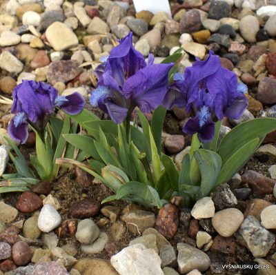 Iris adriatica (blue form) (3)