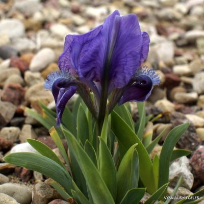 Iris adriatica (blue form)