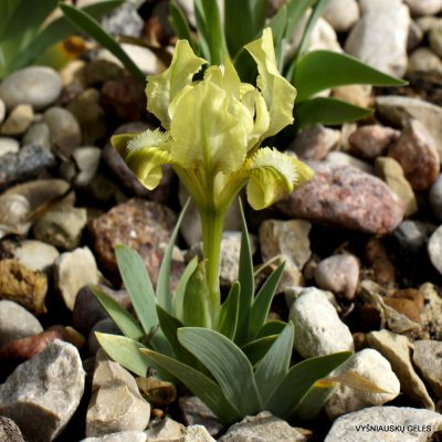 Iris adriatica (yellow form)