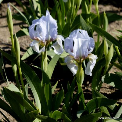 Iris aphylla var. caerulea (2)