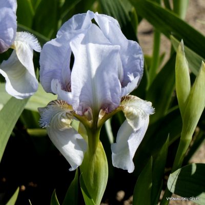 Iris aphylla var. caerulea