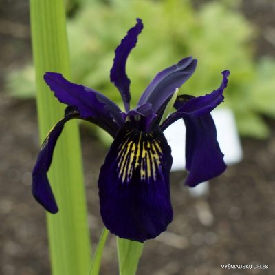 Iris bulleyana (clone 2)