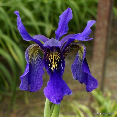 Iris chrysographes (clone 6)