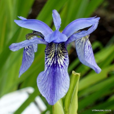 Iris clarkei BSWJ2122