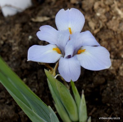 Iris collettii var. acaulis (2)
