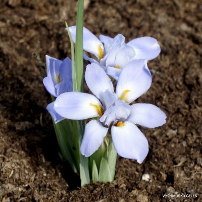 Iris collettii var. acaulis