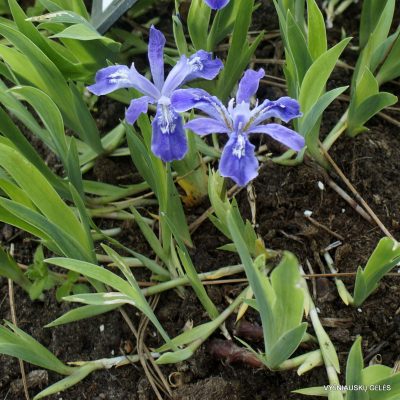 Iris cristata ‘Little Jay‘