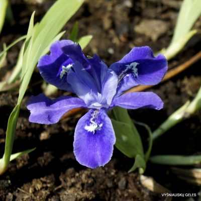 Iris cristata ‘Little Jay‘