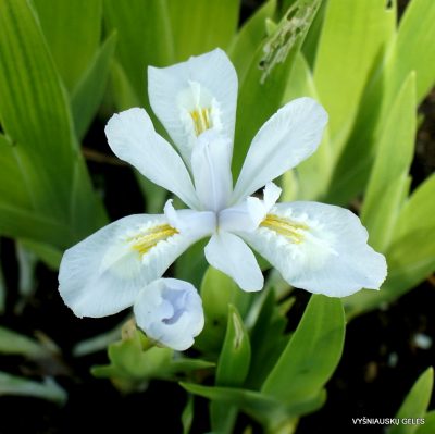 Iris cristata ‘Precious Pearl‘
