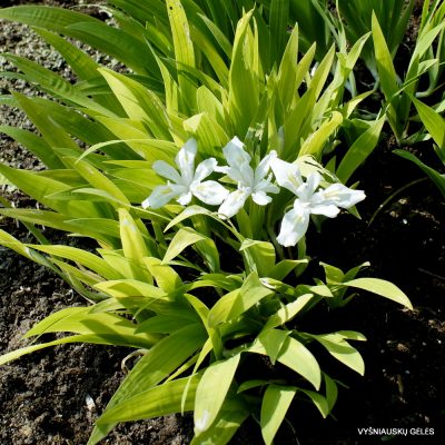 Iris cristata ‘Precious Pearl‘ (3)