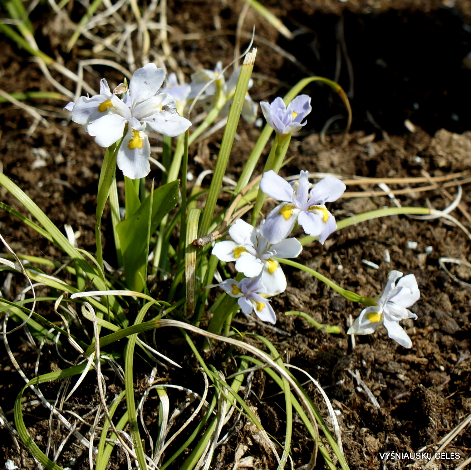 Iris dabashanense 'Mini Treasure'