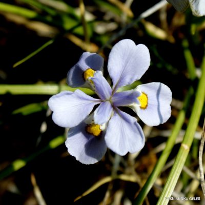 Iris dabashanense ‘Mini Treasure’