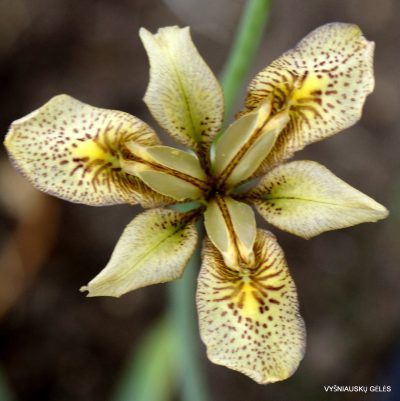 Iris dichotoma (clone 2)