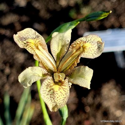 Iris dichotoma (clone 2) (2)