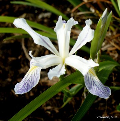 Iris douglasiana (clone 3)
