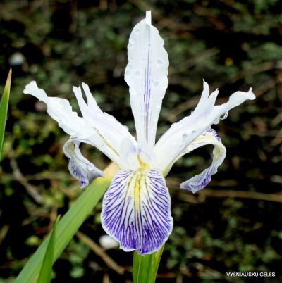 Iris douglasiana (clone 3)