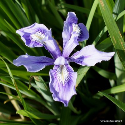 Iris douglasiana (clone 4)