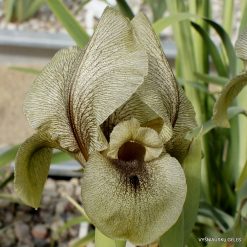 Iris gatesii (clone 2) (2)