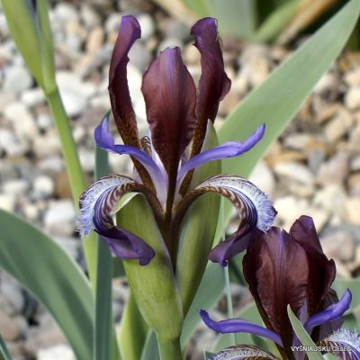 Iris glaucescens (clone 6)