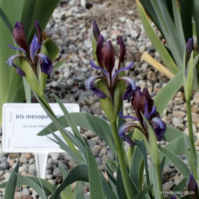 Iris glaucescens (clone 6) (2)