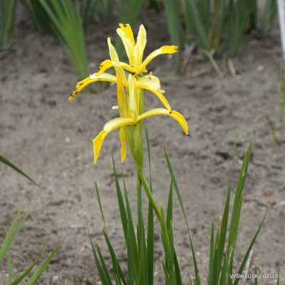 Iris haussknechtii (syn. Iris kerneriana)
