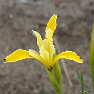 Iris haussknechtii (syn. Iris kerneriana)
